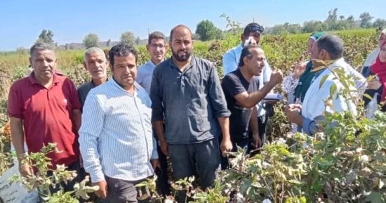 الإرشاد الزراعى ينفذ حصاد محصول القطن بقرية الجوسق بالشرقية