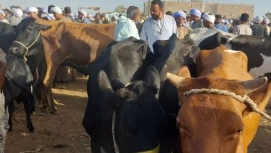 فحص وتحصين.. حملات بيطرية مكبرة فى أسواق الماشية بمراكز الأقصر.. صور