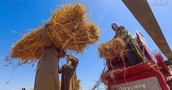 واردات مصر من القمح ارتفعت لأكثر من ملياري دولار بالنصف الأول من 2024