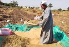 التعقيب والنخيل.. آخر مرحلة من حصاد السمسم من غيطان القليوبية