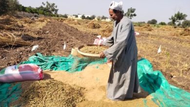 التعقيب والنخيل.. آخر مرحلة من حصاد السمسم من غيطان القليوبية