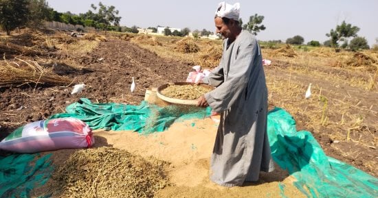 التعقيب والنخيل.. آخر مرحلة من حصاد السمسم من غيطان القليوبية