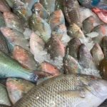 أسعار الأسماك في سوق العبور اليوم الأحد