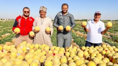 شاهد فرحة المزارعين والعمال فى موسم حصاد الكنتالوب بمزارع الأقصر.. صور