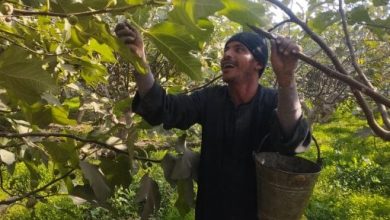 عشاق التين البرشومى.. شوفوا إزاى بيجمعوا التين من على الشجر فى المنيا "فيديو"