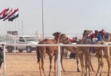 تراث بين الجبال.. مشاهد حيّة من مهرجان شرم الشيخ للهجن