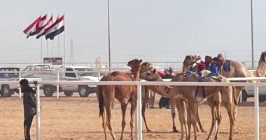 تراث بين الجبال.. مشاهد حيّة من مهرجان شرم الشيخ للهجن