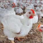 أسعار الدواجن اليوم في مصر.. استقرار نسبي بعد موجة ارتفاع