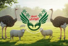 شركة نسور الوادي لتنمية واستصلاح الأراضي الزراعية Nosoor elwadi تدخل القائمة السلبية بسبب مخالفات.. تفاصيل