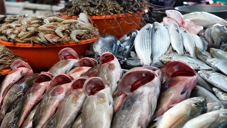 أسعار الأسماك اليوم في الأسواق.. البلطي بين 68 و72 جنيهًا والبياض يسجل حتى 300 جنيه