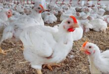 أسعار الفراخ البيضاء اليوم في المزارع.. والكيلو للمستهلك يبدأ من 68 جنيهًا