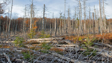بعد بركان إثيوبيا.. هل تهدد الأمطار الحمضية مصر؟
