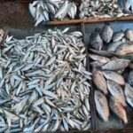 أسعار الأسماك في الأسواق المصرية اليوم بعد التحرك الأخير