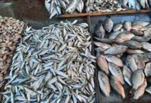 أسعار الأسماك في الأسواق المصرية اليوم بعد التحرك الأخير