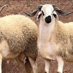 دار الإفتاء توضح حكم ذبيحة شهر رجب: مستحبة ويدخل ثوابها للفقراء