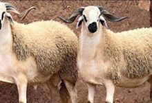 دار الإفتاء توضح حكم ذبيحة شهر رجب: مستحبة ويدخل ثوابها للفقراء