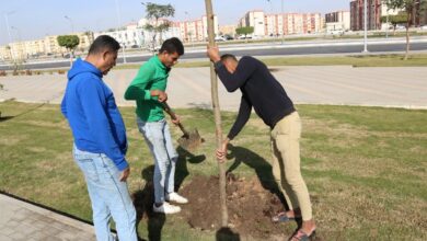 انطلاق المرحلة الرابعة من مبادرة «100 مليون شجرة» بزراعة 5040 شجرة في السويس