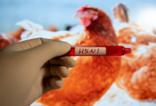 إسبانيا تحقق في نفوق مئات الطيور بسبب إنفلونزا الطيور قرب مدريد