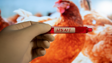 إسبانيا تحقق في نفوق مئات الطيور بسبب إنفلونزا الطيور قرب مدريد