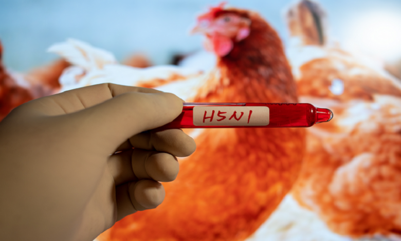 إسبانيا تحقق في نفوق مئات الطيور بسبب إنفلونزا الطيور قرب مدريد