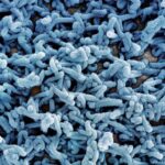 إثيوبيا تسجل أول حالة جديدة بفيروس ماربورغ منذ 10 أيام.. وارتفاع الإصابات إلى 14