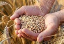 سعر طن القمح في الأسواق المحلية اليوم الجمعة