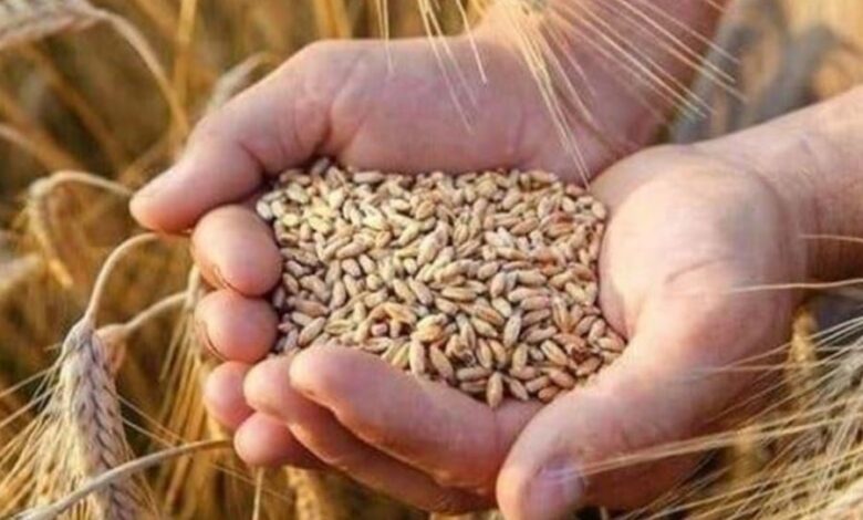 استقرار أسعار القمح في السوق المحلية اليوم