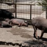 إسبانيا تواجه تفشي حمى الخنازير الإفريقية بعد اكتشاف حالات قرب برشلونة