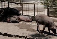 إسبانيا تواجه تفشي حمى الخنازير الإفريقية بعد اكتشاف حالات قرب برشلونة