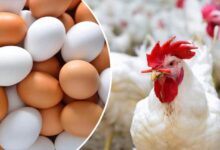 أسعار الدواجن والبيض اليوم في الأسواق المصرية أسعار الدواجن والبيض اليوم في الأسواق المصرية