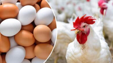 أسعار الدواجن والبيض اليوم في الأسواق المصرية