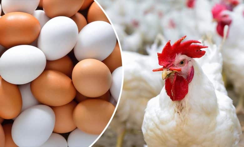 أسعار الدواجن والبيض اليوم في الأسواق المصرية