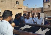 انطلاق الحملة القومية لتحصين الماشية ضد الحمى القلاعية وحمى الوادي المتصدع بأسيوط