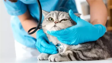 فرص عمل حكومية جديدة للأطباء البيطريين خلال 2026