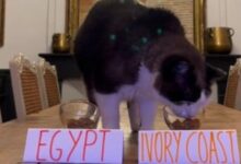 هل يستطيع القط نيمبوس التنبؤ بمستقبل المباريات؟ ماذا وراء الفيديو الأخير؟