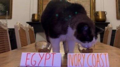 هل يستطيع القط نيمبوس التنبؤ بمستقبل المباريات؟ ماذا وراء الفيديو الأخير؟