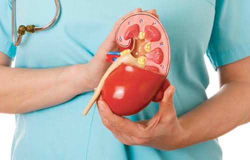 أفضل 5 أطعمة تحمي الكلى وتقلل خطر الأمراض المزمنة