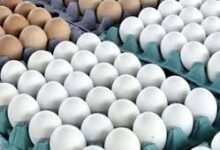 سعر كرتونة البيض في ثاني أيام شهر رمضان