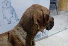 اعتداء وحشي على كلب في السويس.. والكشف الطبي يكشف تفاصيل صادمة