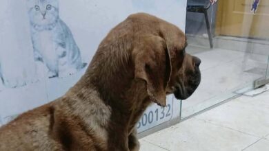 اعتداء وحشي على كلب في السويس.. والكشف الطبي يكشف تفاصيل صادمة